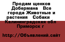Продам щенков Добермана - Все города Животные и растения » Собаки   . Калининградская обл.,Приморск г.